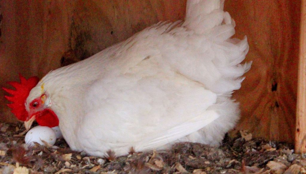 Combien de temps met une poule pour sortir un œuf ?