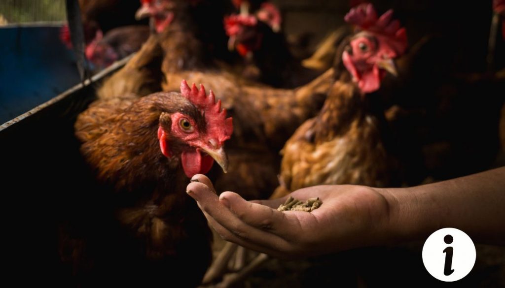 Comment gaver une poule : techniques et conseils