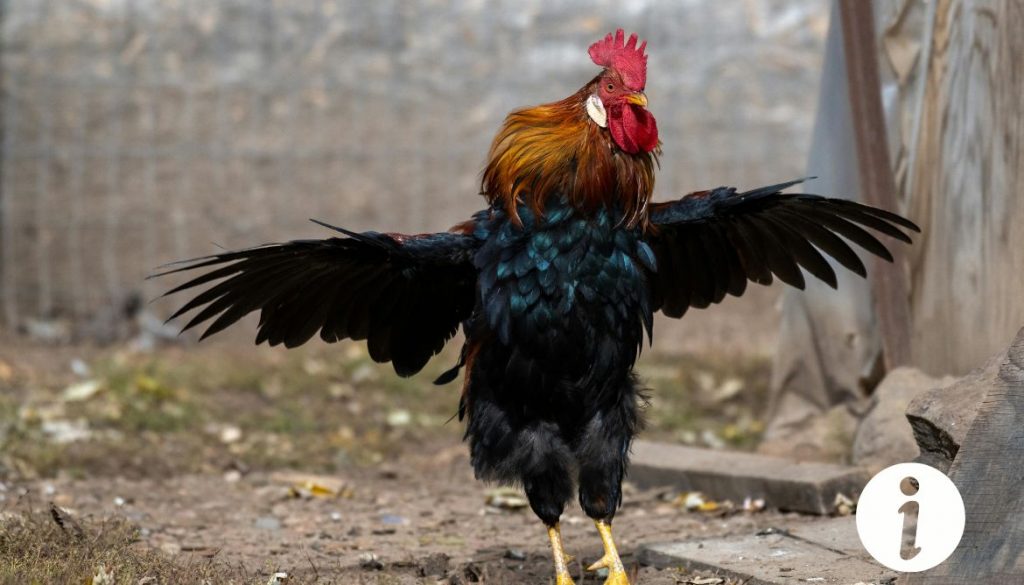 Coq qui attaque une poule : comprendre et gérer ce comportement