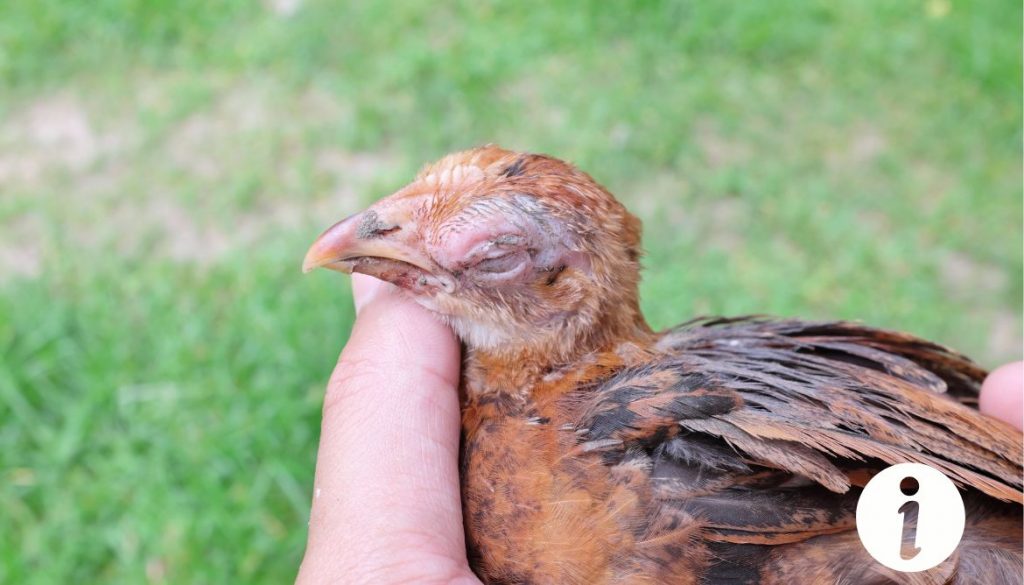 Coryza de poule transmissible aux chats : ce qu'il faut savoir