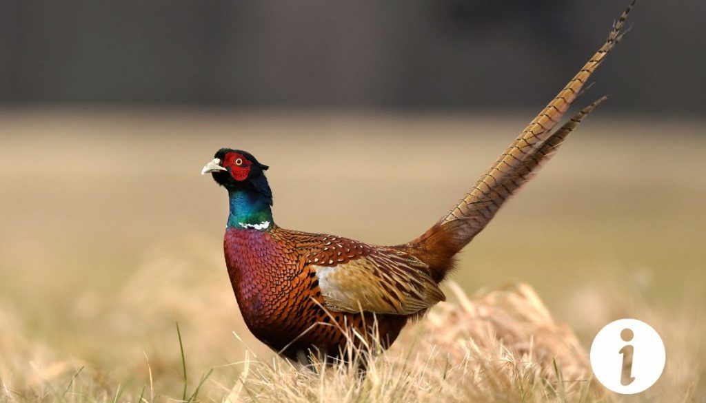 Faisan croisé avec poule : caractéristiques et entretien