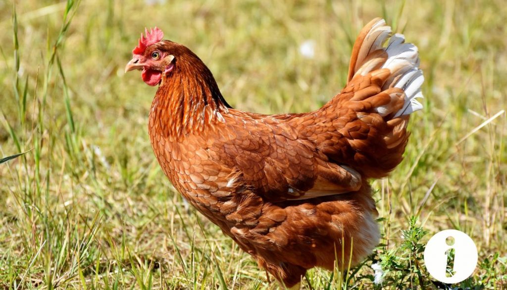 Flubendazole dosage pour poules : guide de traitement