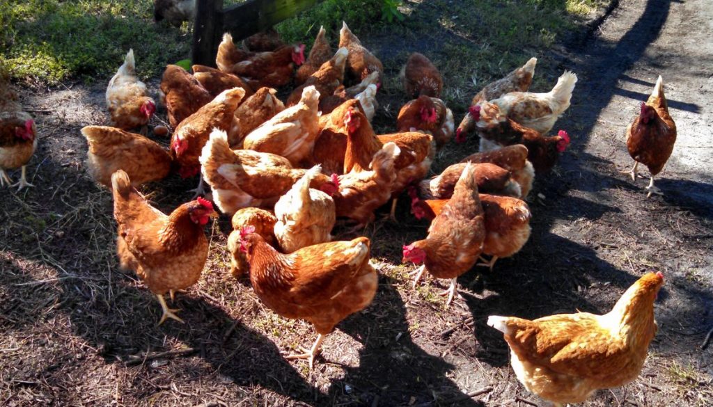 Heure de ponte des poules : optimiser la production d'œufs