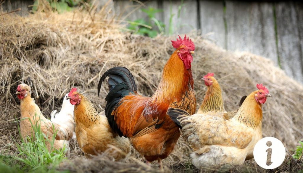 Jaunisse chez la poule : symptômes, causes et traitements