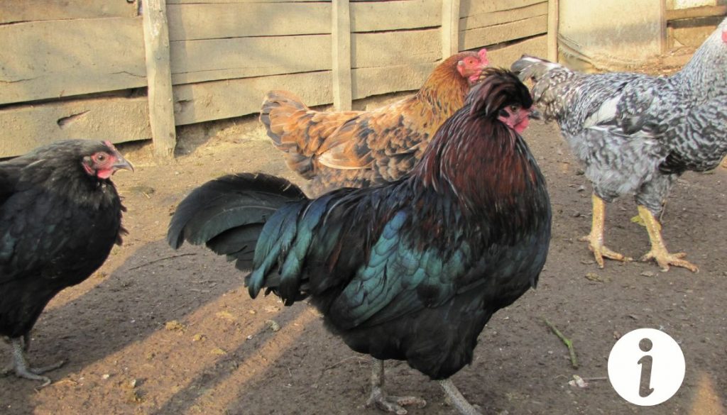 La crête de ma poule devient noire : causes et solutions
