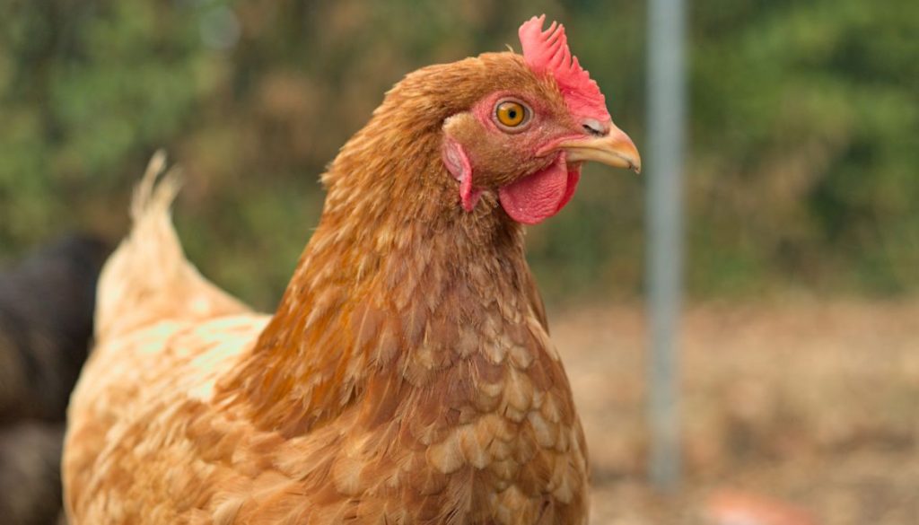 Ma poule a un gros ventre : quelles en sont les causes ?