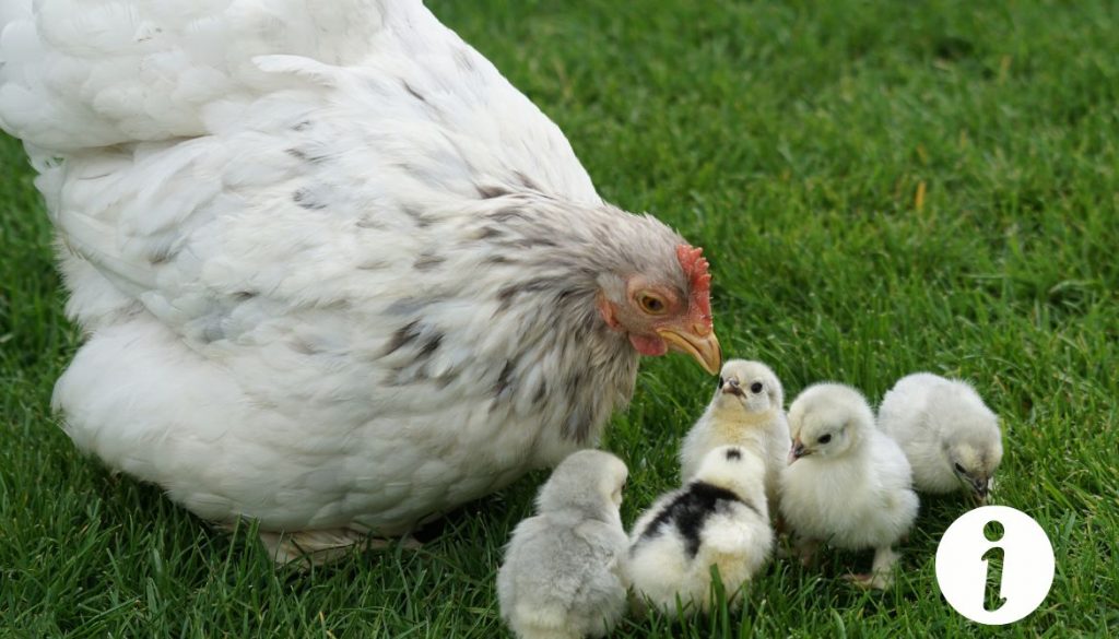 Ma poule bave : que faire en cas de salivation excessive ?