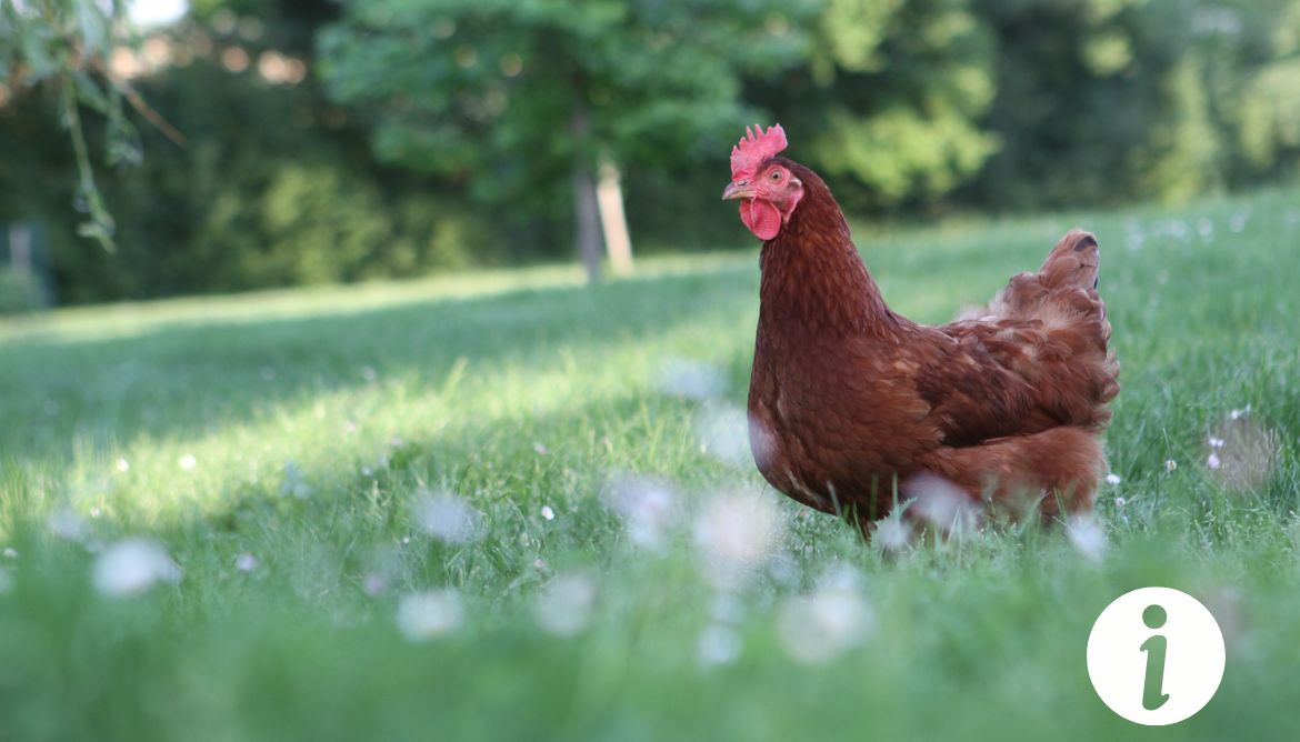 Ma poule perd ses plumes au croupion : causes et traitements - L'Atlas