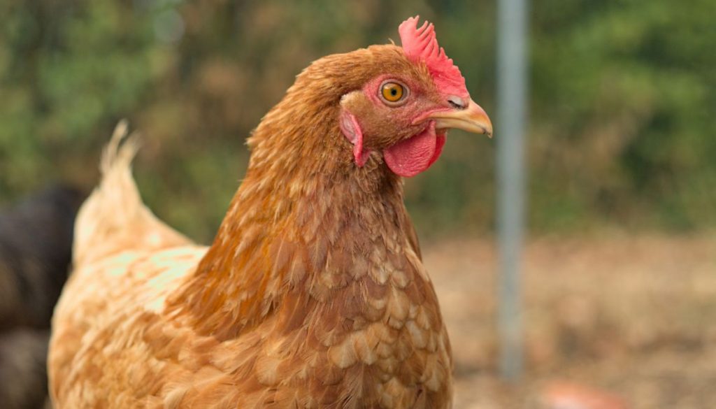 Ma poule ronronne : que signifie ce comportement ?