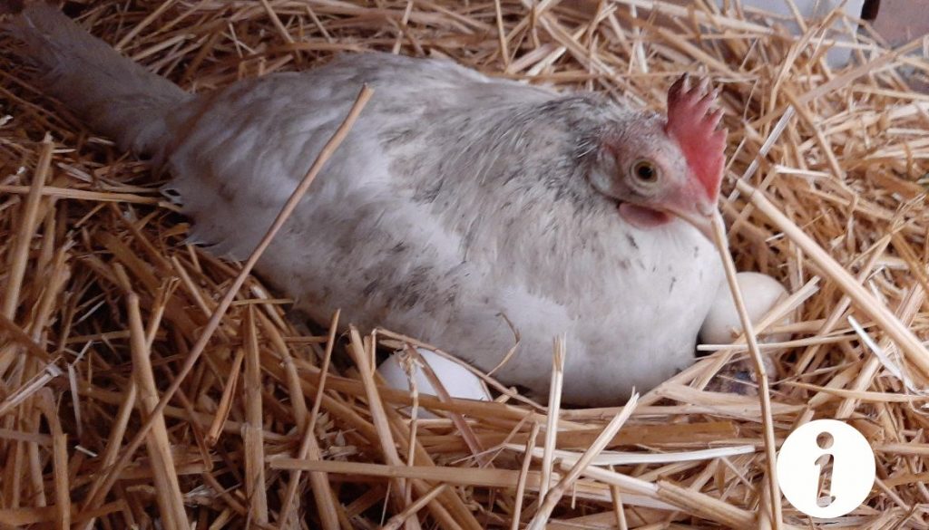 Ma poule va sur le nid mais ne pond pas : raisons et solutions