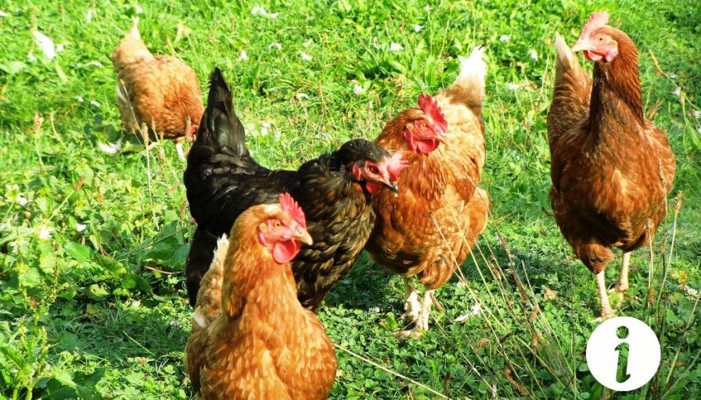 Mélanger poule d’ornement et poule pondeuse : est-ce une bonne idée ?
