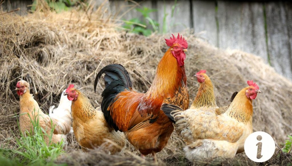 Mousse aux yeux de la poule : causes et traitements à connaître