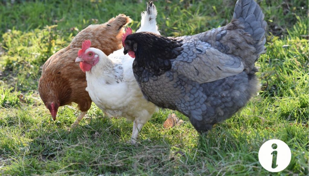 Myiase chez les poules : symptômes et traitements