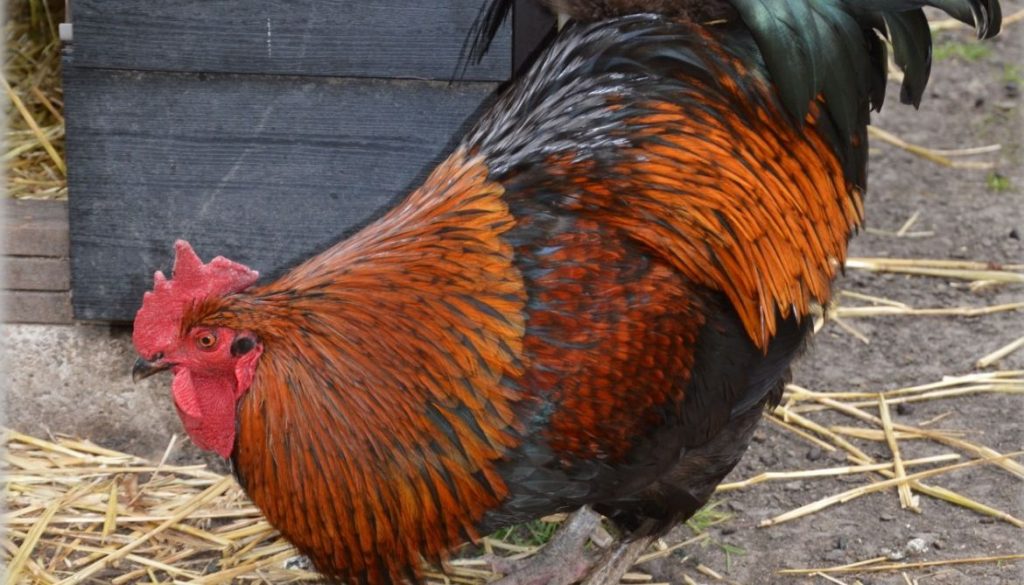 Panacur 250 pour poules : posologie et précautions d'utilisation