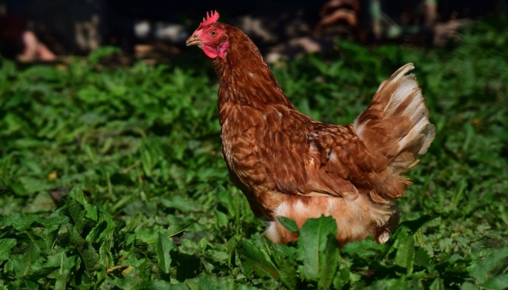 Poule blanche à pattes bleues : caractéristiques et soins spécifiques