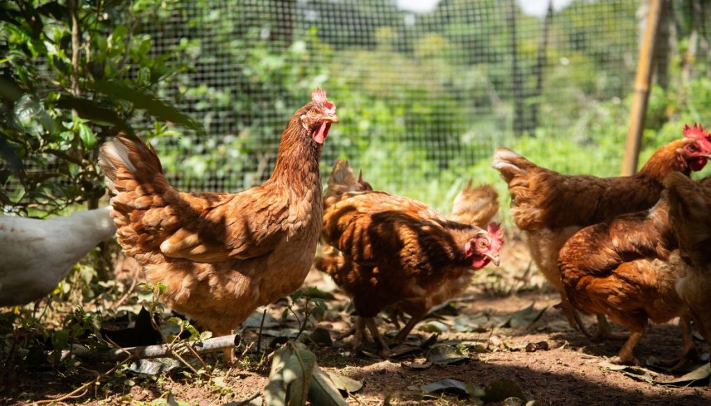Poule qui tombe en arrière : causes et solutions possibles