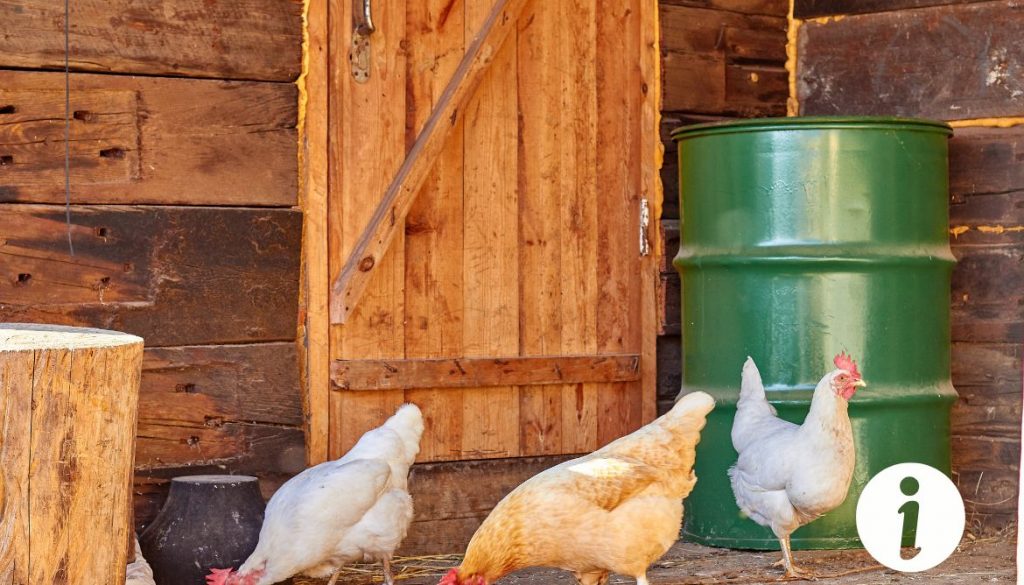 Pourquoi mes poules ne sortent plus du poulailler ?