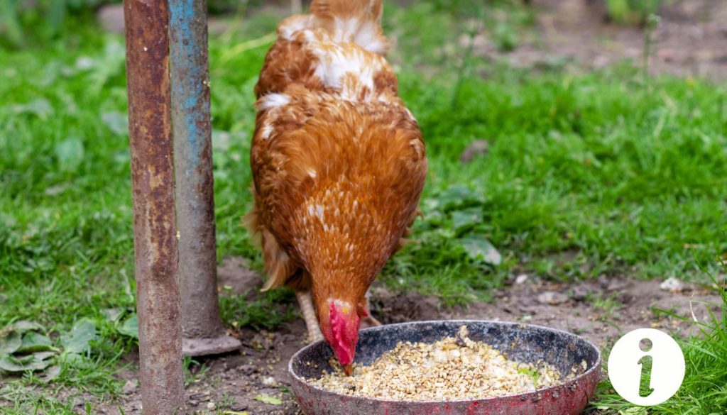 Orge ou avoine pour les poules : quelle céréale privilégier