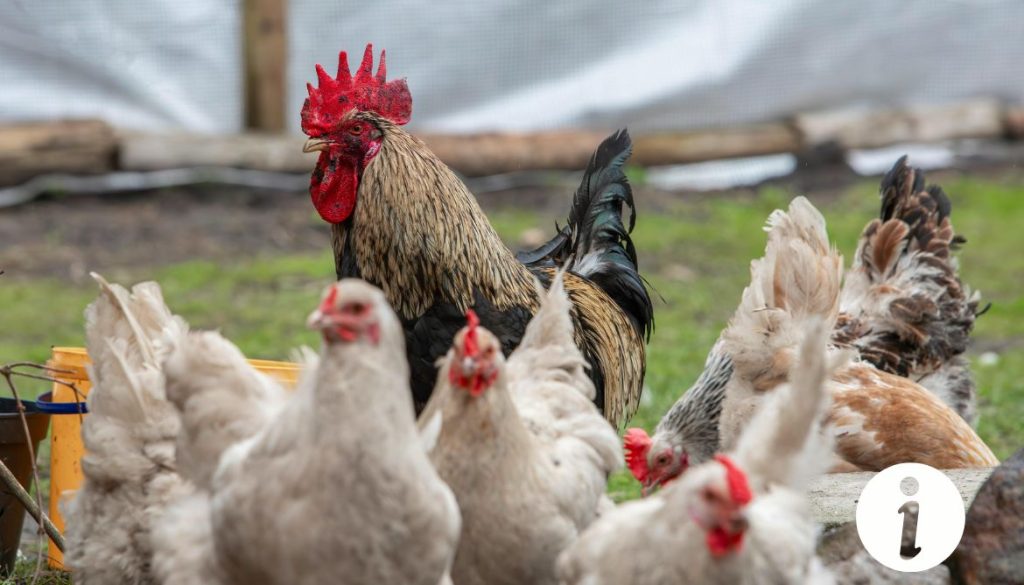 Ma poule a la crête blanche : est-ce un signe de maladie