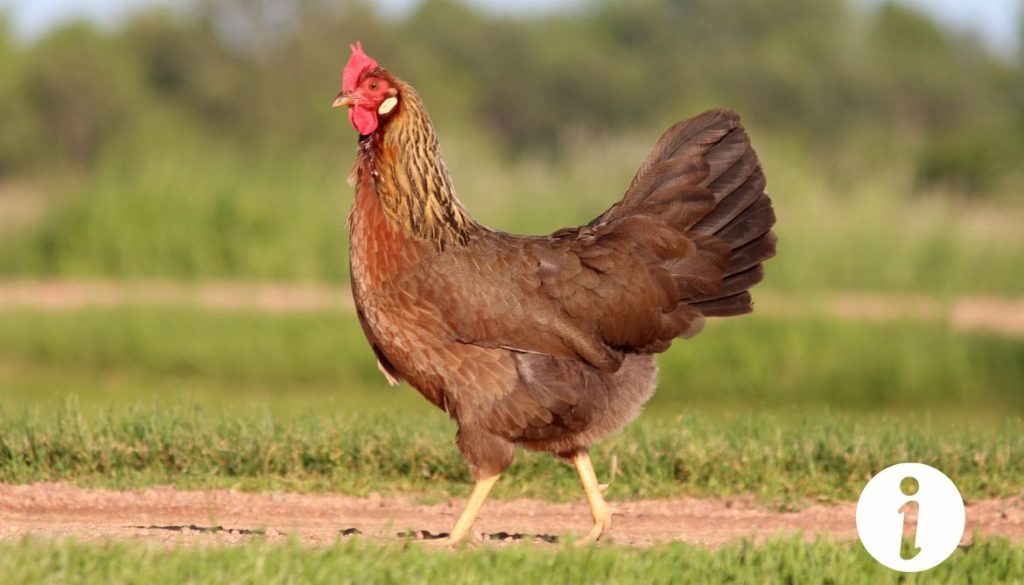 Ma poule est perdue : comment la retrouver ?