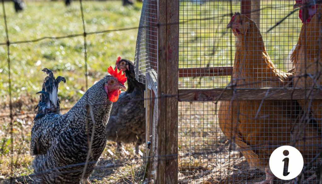 Poule avec patte rouge : causes et remèdes possibles