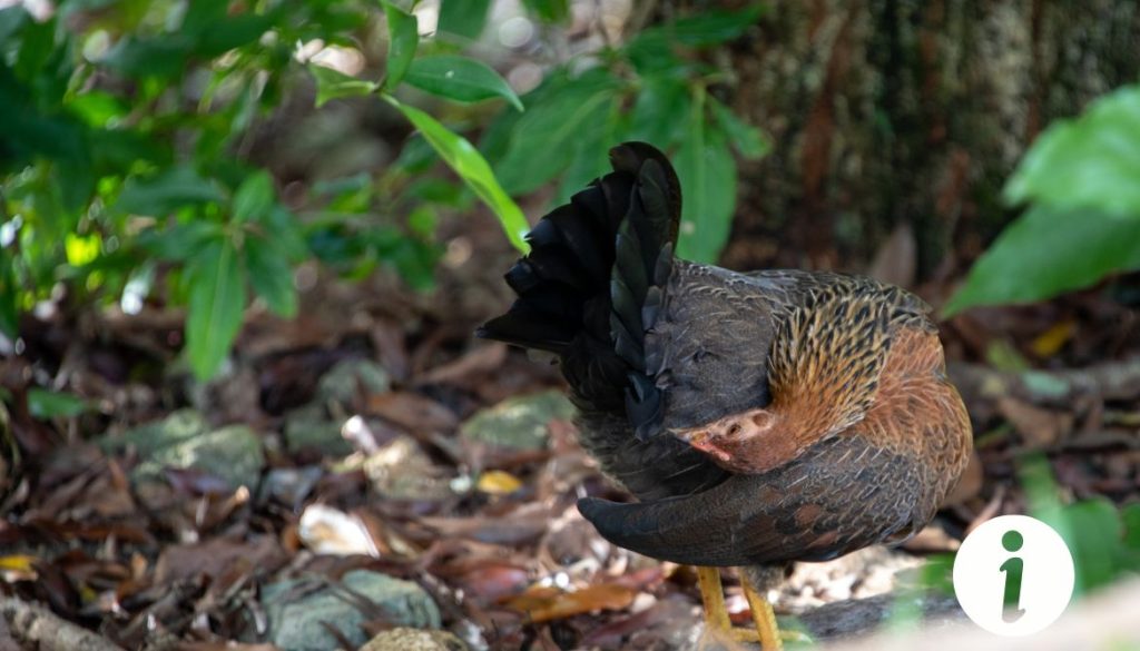 Poule Kikine : caractéristiques et soins adaptés