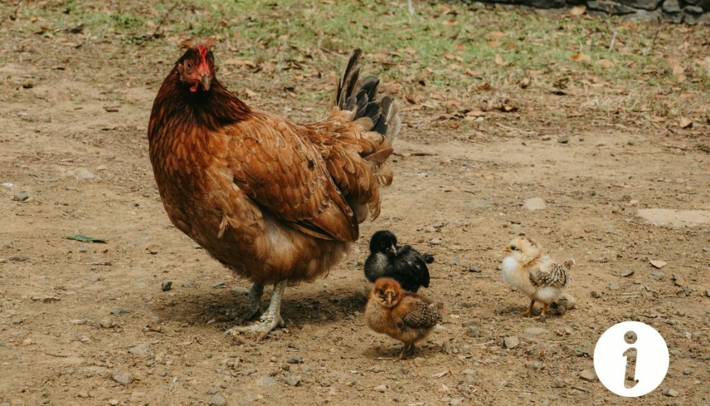 poule-qui-bave-dans-le-bec--causes-et-solutions-possibles