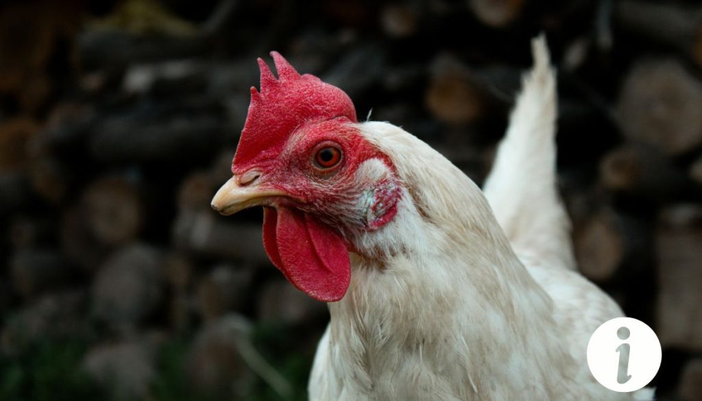 ABCès à l'œil chez la poule : symptômes et traitements