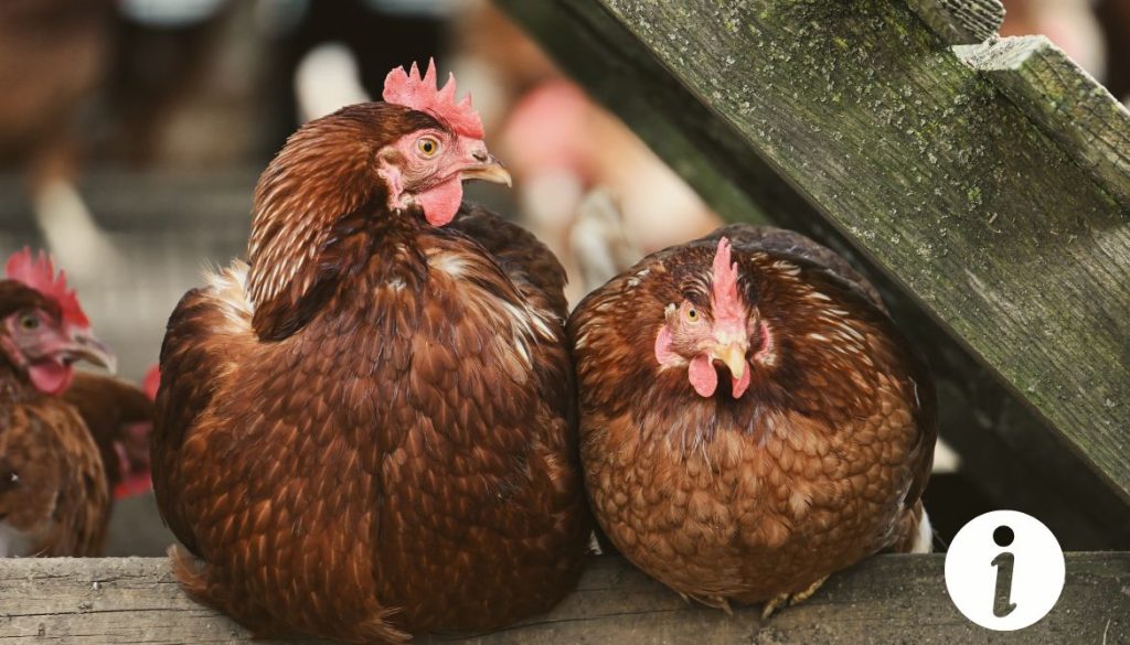 Allergie aux plumes de poules : symptômes et traitements possibles