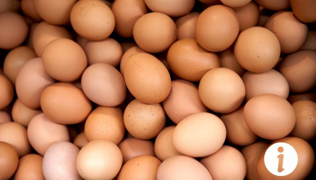 Animal qui vole des œufs de poule : comment le protéger ?