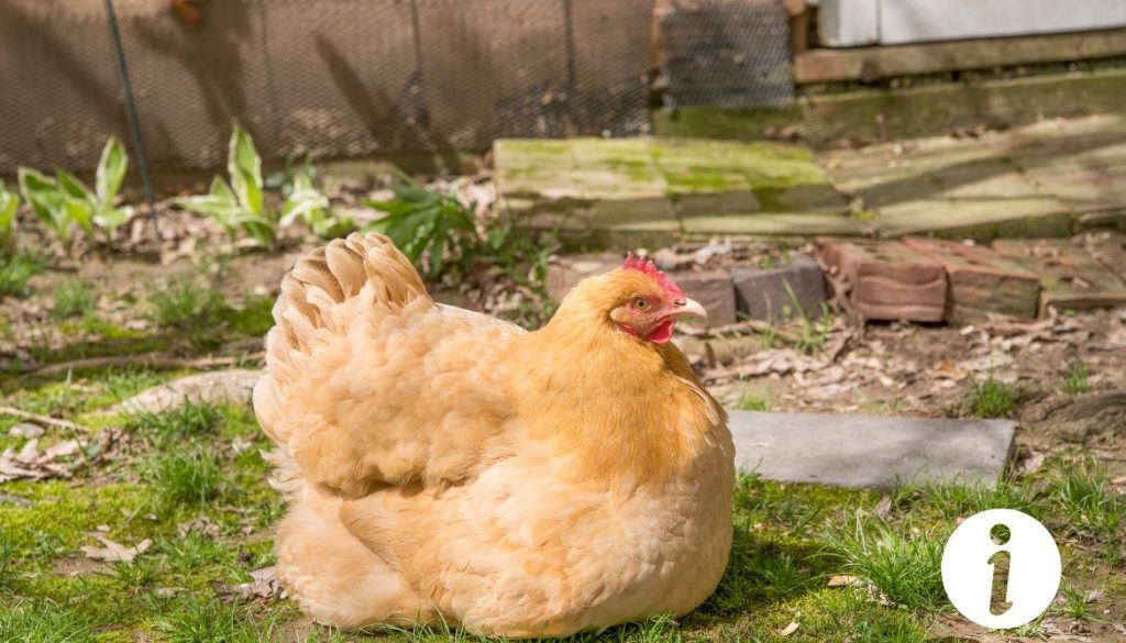 Aspirine pour une poule qui couve : est-ce vraiment utile