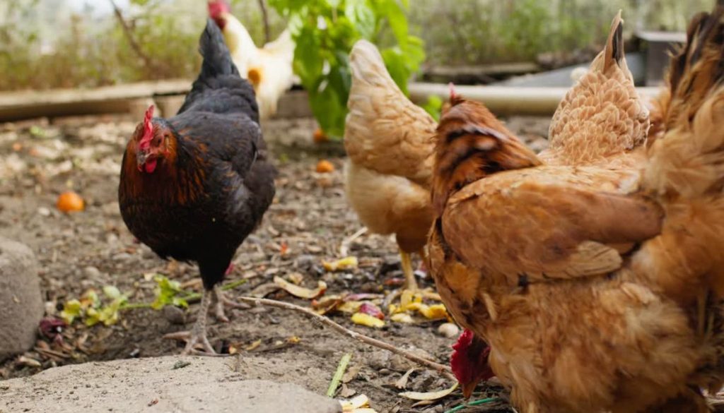 Barbillon de poule gonflé : causes et remèdes à envisager