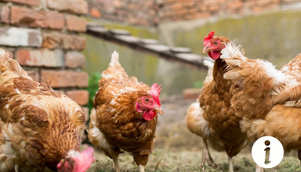 Bec de poule déformé : causes et remèdes à envisager