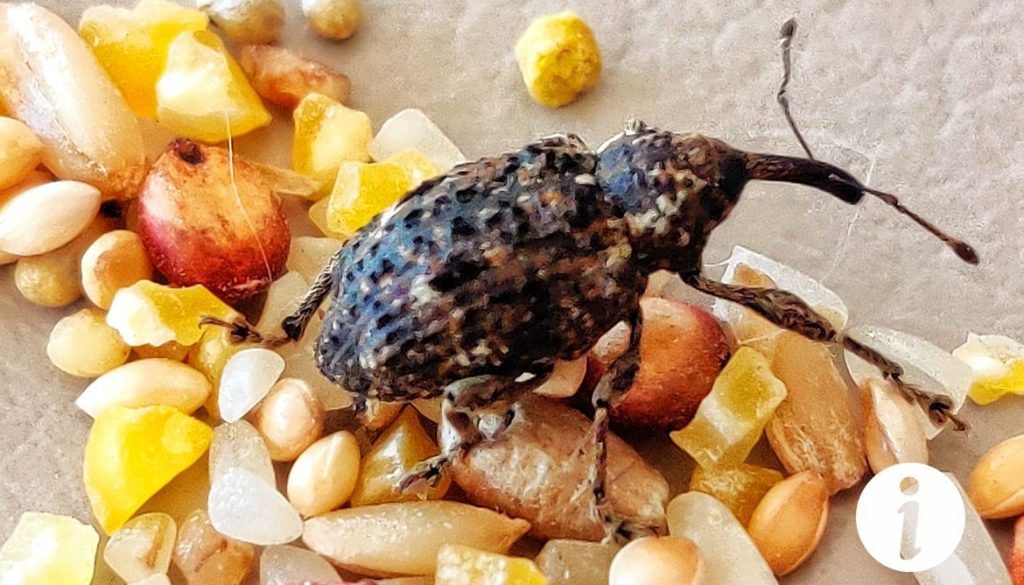 Charançon dans le blé pour poules : prévention et solutions