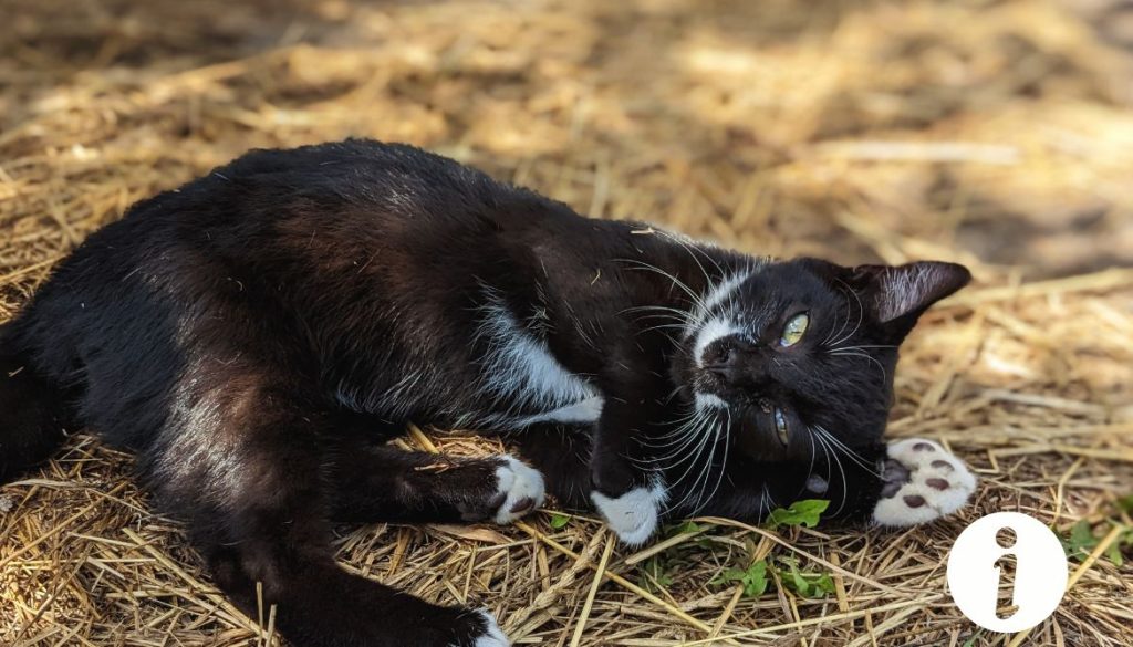Chat qui attaque les poules : comment protéger votre volaille