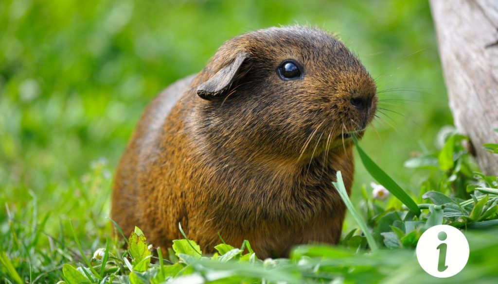 Cochon d'inde et poule : Tout ce que vous devez savoir