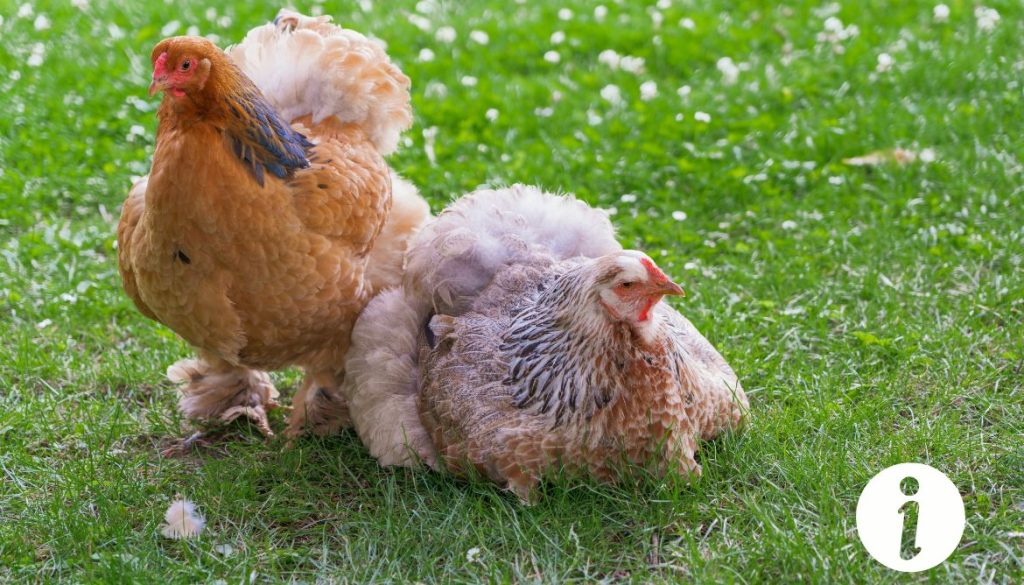 Comment couper le bec d'une poule : étapes à suivre