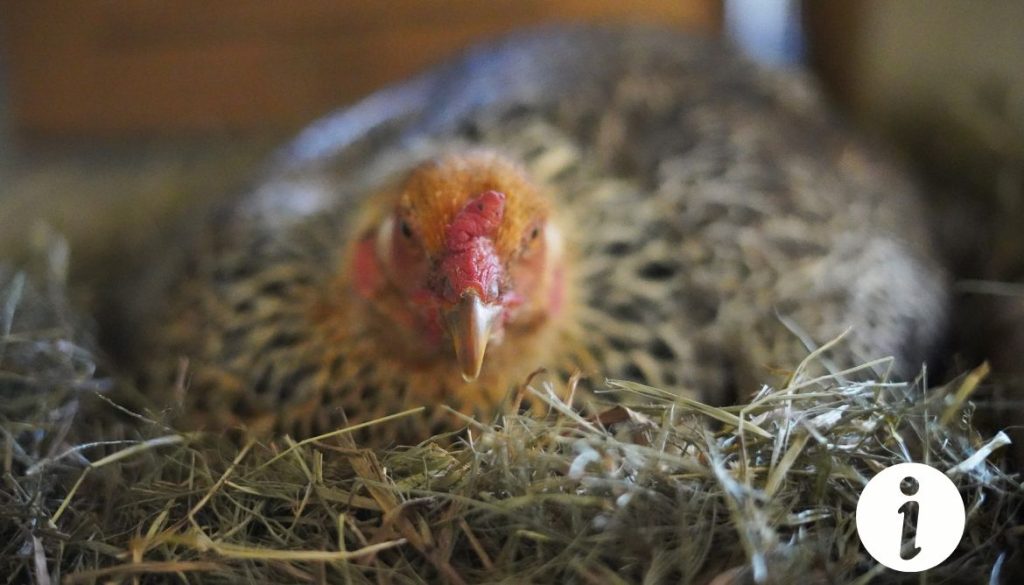 Comment isoler une poule qui couve : astuces et conseils pratiques