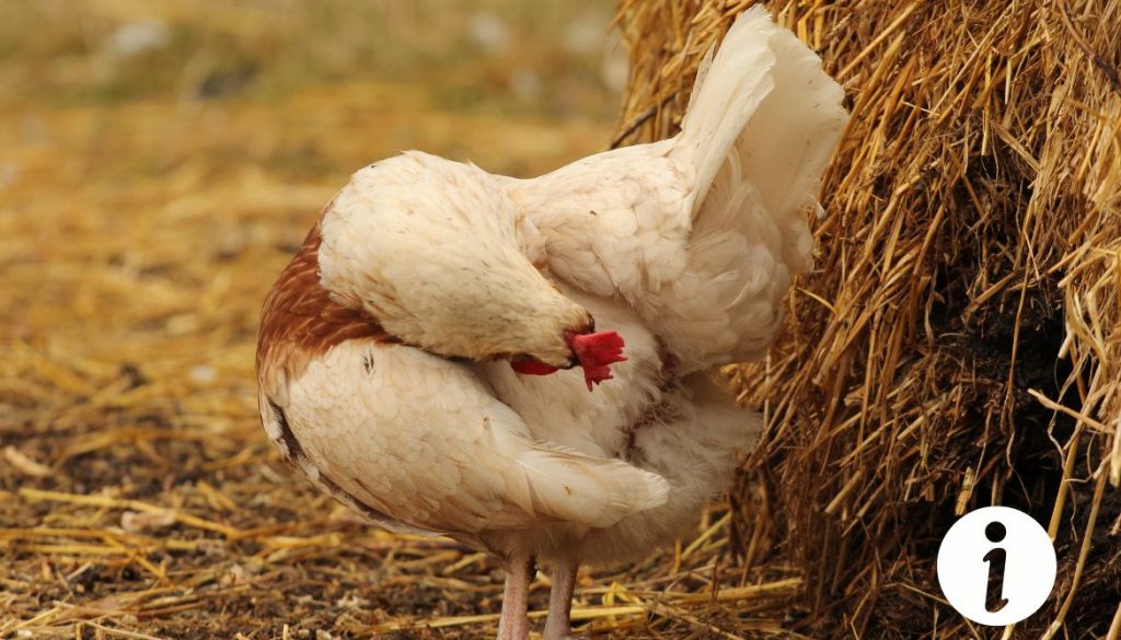 Comment nettoyer le derrière des poules : méthodes et conseils