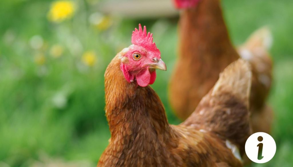 Comment soigner un abcès à la patte d'une poule ? Étapes et conseils