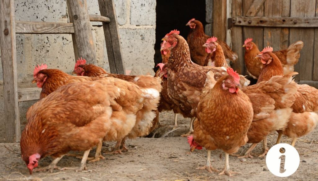 Couleur de crête chez la poule : significations et variétés