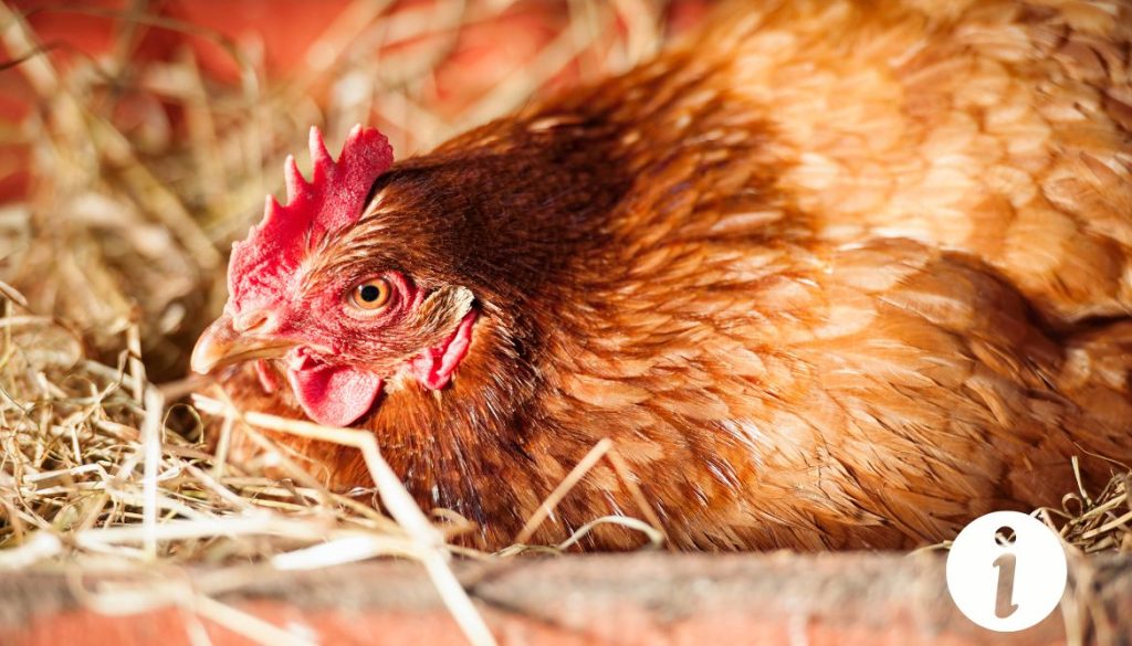 Crête de poule pondeuse : caractéristiques et importance