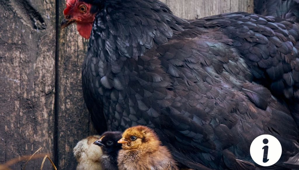 Crête de poule qui noircit : causes et solutions possibles