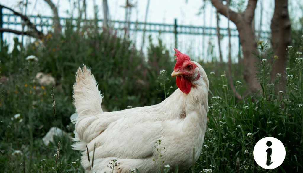 Crête de poule qui tombe : causes et remèdes à envisager