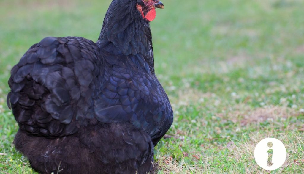 Crete noir poule : Tout ce que vous devez savoir