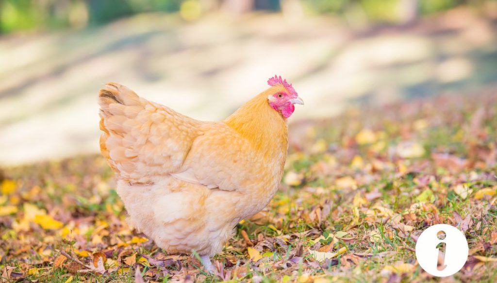 Crete qui tombe poule : Tout ce que vous devez savoir