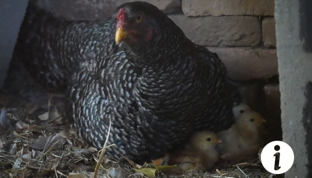 Déplacer une poule qui couve : astuces et meilleures pratiques