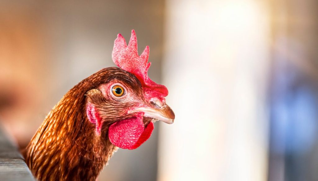 Euthanasier une poule : quand et comment procéder ?