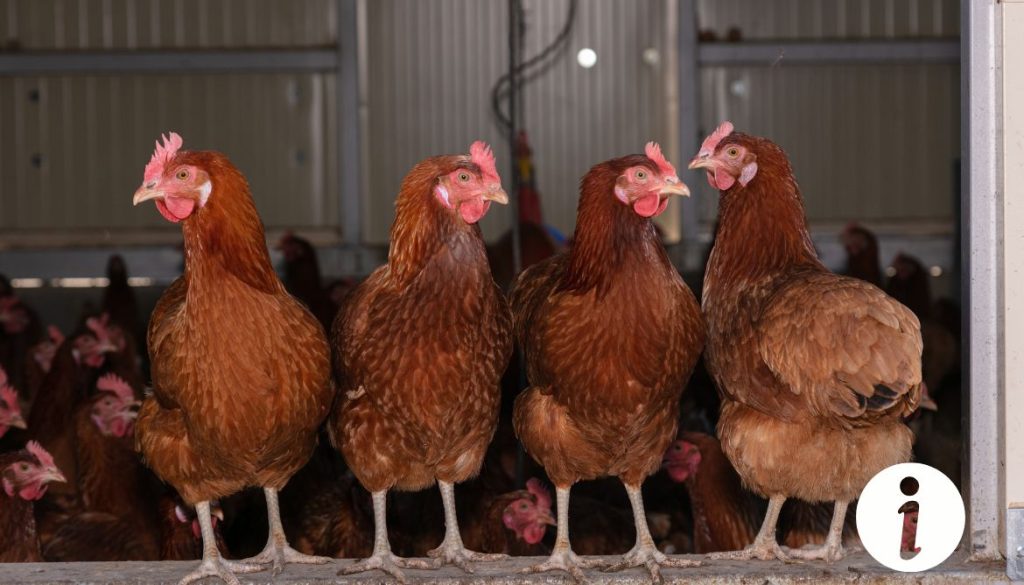 Fibrine inflammatoire chez la poule : symptômes et traitements