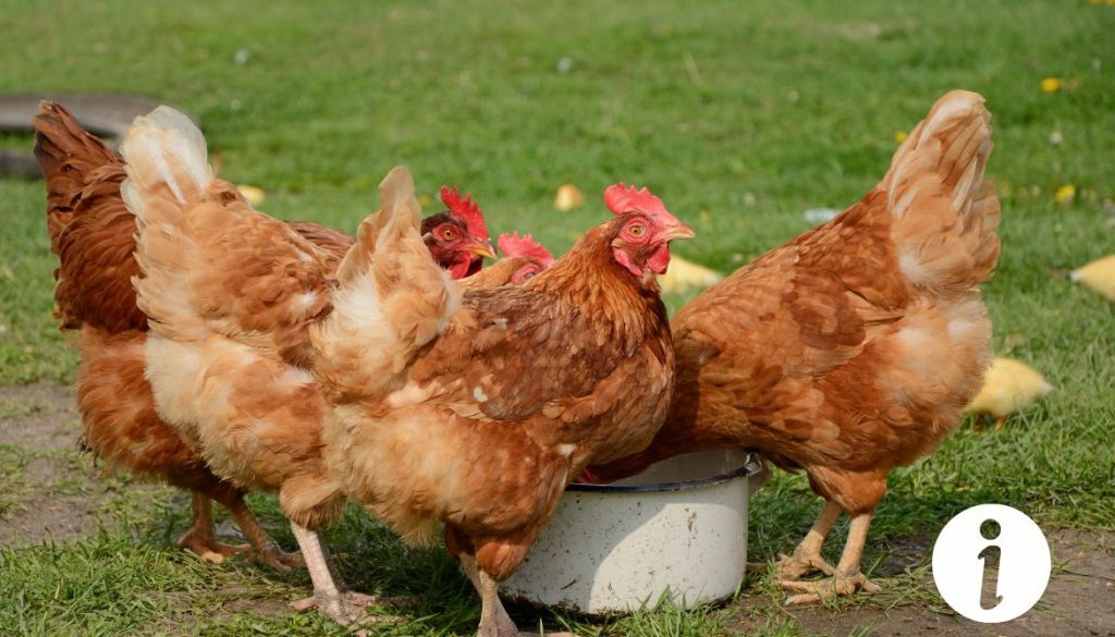 Gale de la face chez la poule : symptômes et traitements à envisager